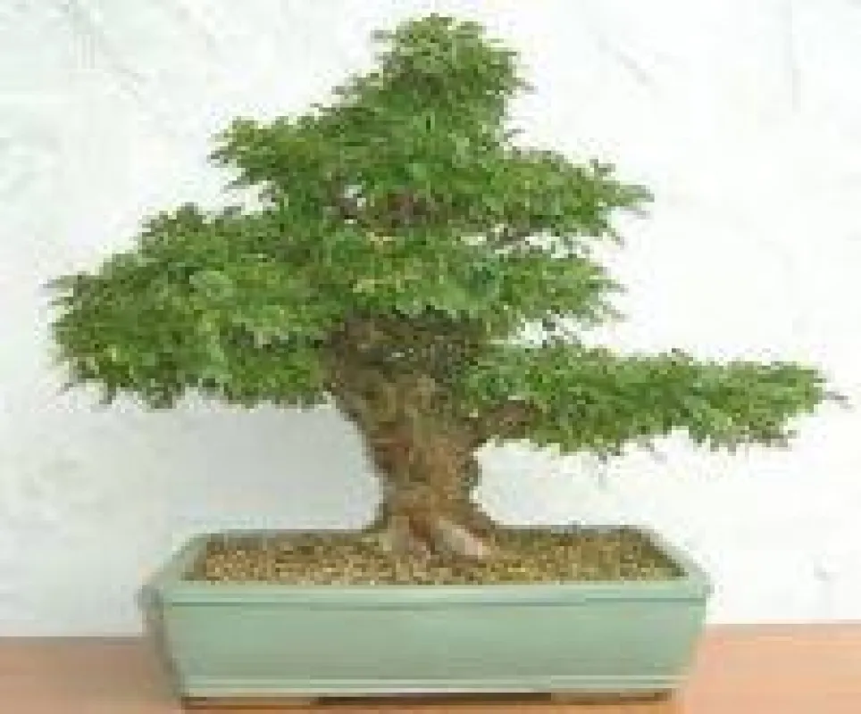 Ulmen Bonsai