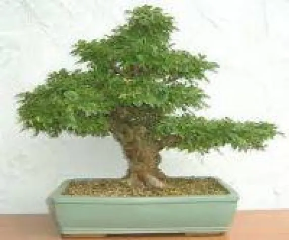 Bonsai, alles ber den Baum in der Schale