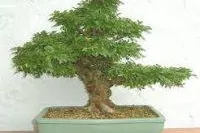 Bild: Bonsai, alles über den Baum in der Schale