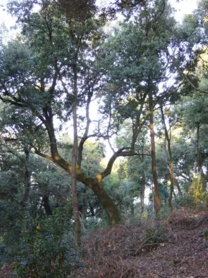 Agriturismo Villa La Rogaia bietet seinen Gästen eine besondere Attraktion -Trüffelsuche in Umbrien Bild: Agriturismo Villa La Rogaia bietet seinen Gästen eine besondere Attraktion -Trüffelsuche in Umbrien