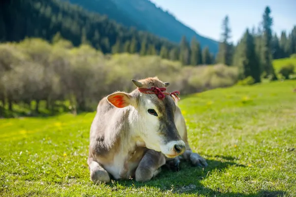 Bild: Von der Alm ins Eis: Dolcier-Manufaktur setzt auf Allgäuer Bio-Heumilch für exklusive Eiskreationen