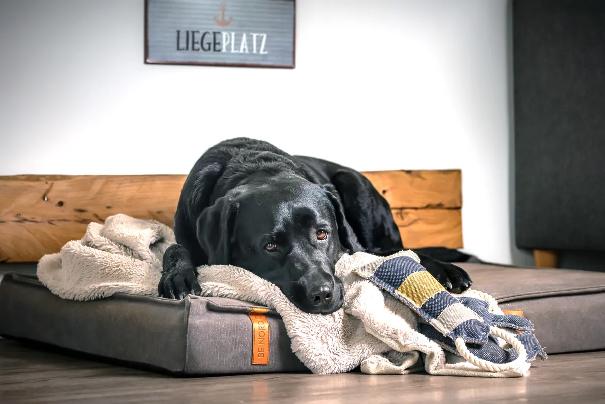 Silvesterlärm ist für die meisten Tiere sehr stressig und eine böllerfreie Alternative oft hilfreich (© Die FERIENHAUS-AGENTUR GmbH - (c) Jürgen Gerlitz)