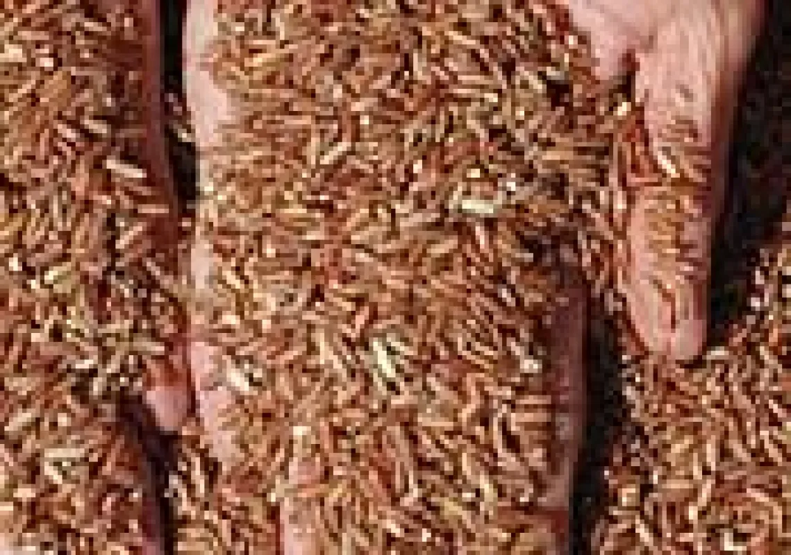 Organischer roter Reis - von Natur aus durchgefärbt