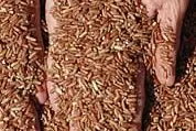 Bild: Roter Reis - Wiederentdeckung dieses höchstwertigen biologisch-organischen Bergreises der Philippinen