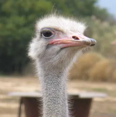 Bild: Erweiterter Reiseblog mit Tipps und Tricks aus aller Welt