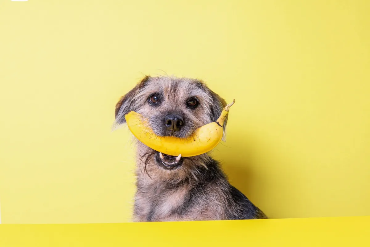 Insektenbasiertes Hundefutter von Tenetrio bietet Chance für mehr Nachhaltigkeit in der Hundehaltung (© Dajana Naas)