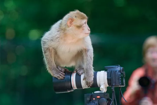 Bild: Workshop Tierfotografie im Naturzoo Rheine - Frühjahr 2009