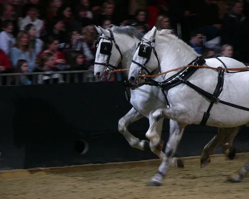 Bild: Lulu-Kalender Fahrsport 2008, 13 Farbfotos aus allen Bereichen des Pferde-Fahrsports