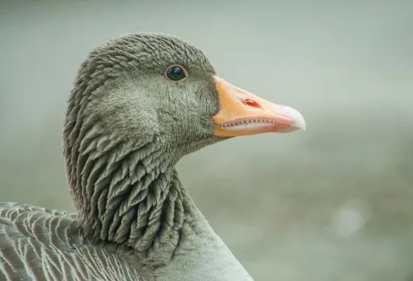 „Gans“ nah: Zwischen Gänsen und Fischteichen beim Fotospaziergang im Naturschutzgebiet Riddagshausen Bild: „Gans“ nah: Zwischen Gänsen und Fischteichen beim Fotospaziergang im Naturschutzgebiet Riddagshausen