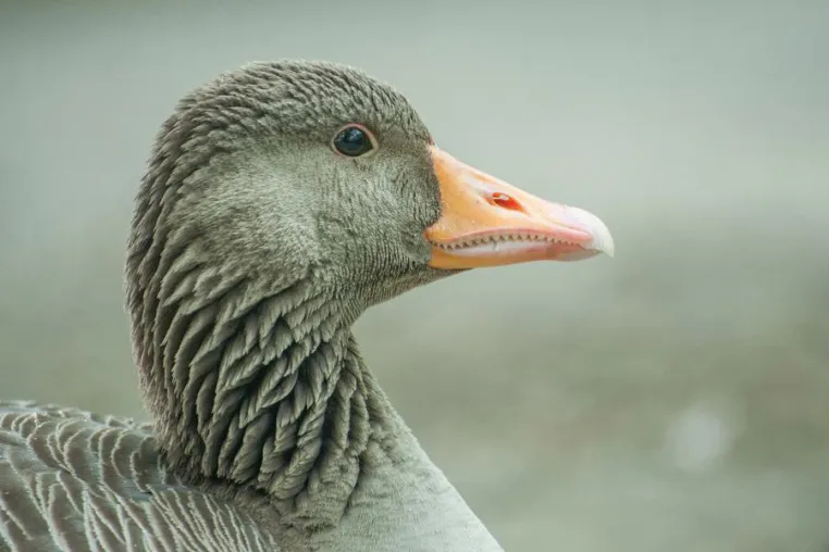 Bild: „Gans“ nah: Zwischen Gänsen und Fischteichen beim Fotospaziergang im Naturschutzgebiet Riddagshausen