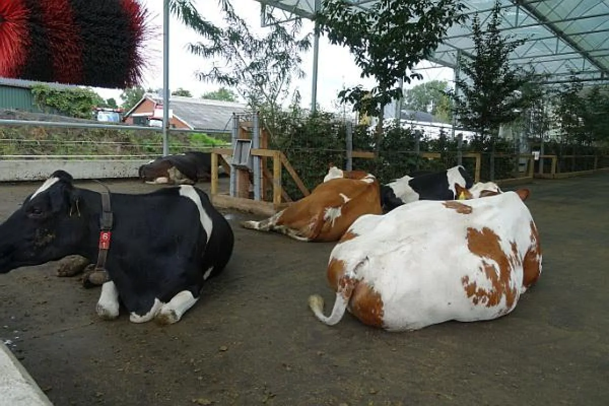 AVA-Kurs für Tierärzte in der MIlchviehhaltung