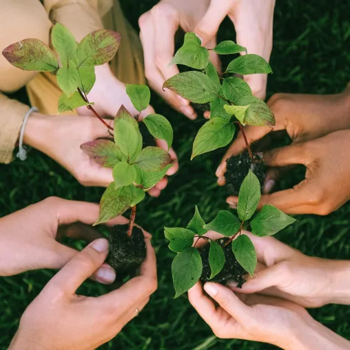 Bild: FloraPrima startet Klimaschutz-Initiative: Für jeden Aktionsstrauß wird ein Baum in Deutschland gepflanzt