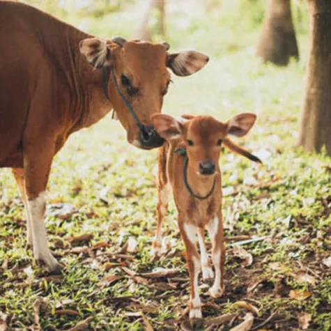 Butterbrot mit Honig - aber mit Pflanzenpower! Black Elephant unterstützt Vegablums Crowdfunding Kampagne Bild: Butterbrot mit Honig - aber mit Pflanzenpower! Black Elephant unterstützt Vegablums Crowdfunding Kampagne