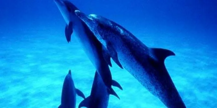 Zum UN-Jahr des Delfins 2007: Artgerechte Reisen zu den Meeressäugern in aller Welt Bild: Zum UN-Jahr des Delfins 2007: Artgerechte Reisen zu den Meeressäugern in aller Welt