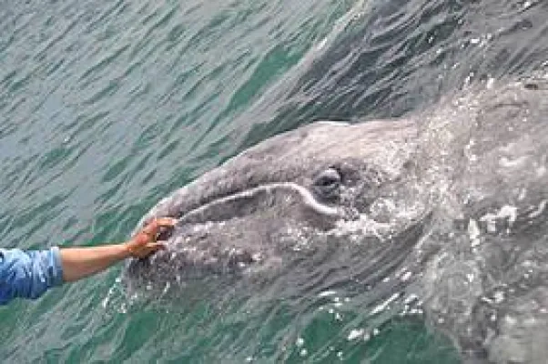 Verzaubert im Swing mit den Walen - OCEANO MEERZEIT tanzt mit den Walen in der Südsee / Mo'orea Bild: Verzaubert im Swing mit den Walen - OCEANO MEERZEIT tanzt mit den Walen in der Südsee / Mo'orea