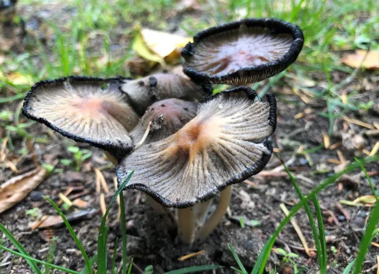 Neue Lebensmittel-Verpackungen aus Pilzen und Algen Bild: Neue Lebensmittel-Verpackungen aus Pilzen und Algen