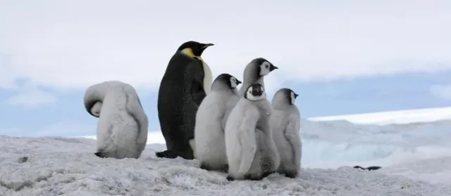 Bild: NaturVision 2010: Nominierung der Wettbewerbsfilme