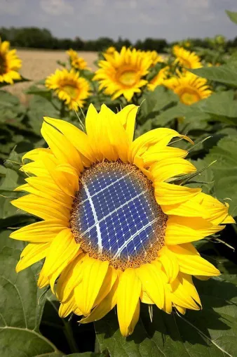Bild: Photovoltaikanlagen lohnen sich auch weiterhin