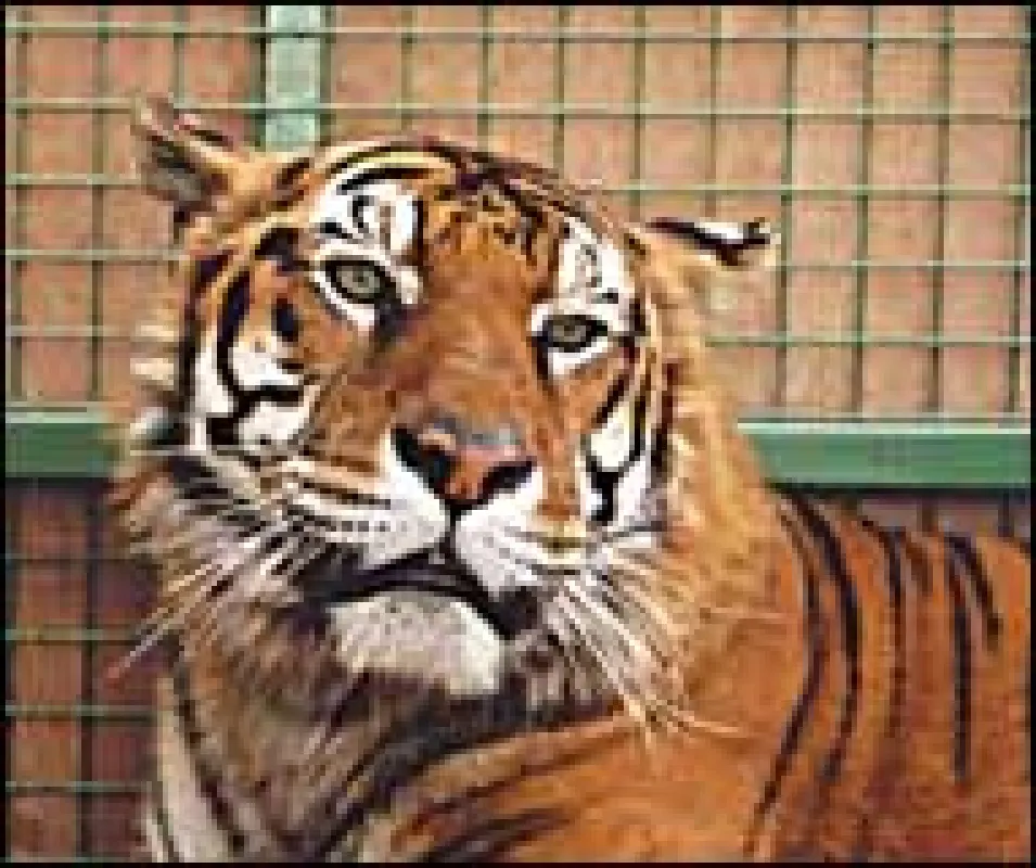 Tiger Sasha are dead!