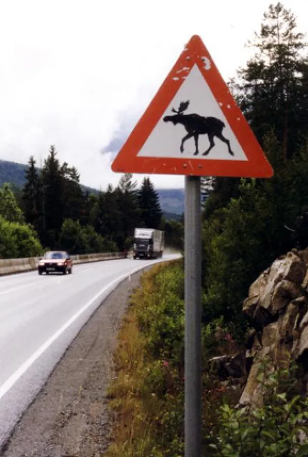 Ob Norwegens Elche ebenfalls kaffee-affin sind, ist nicht bekannt.