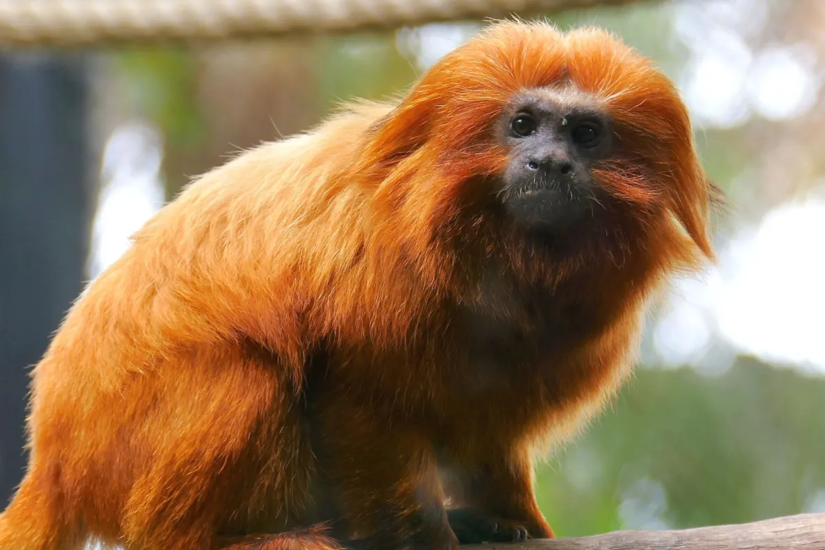 Goldenes Löwenäffchen im Loro Parque. Die Art konnten dank moderner Zoos gerettet werden. (© zoos.media (Philipp J. Kroiß) | freigegeben zur Verwendung im Rahmen der Berichterstattung)
