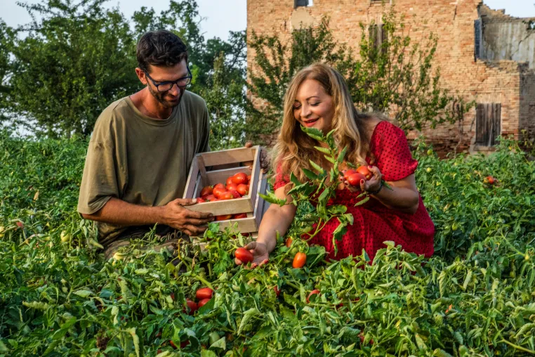 Bild: Am 30. August geht es los: Tomatenernte in Italien