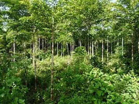 Bild: Familienstiftung investiert in ForestFinance-Mischwälder