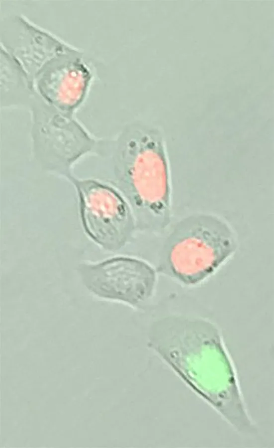 Die «Schläferzellen» (ohne farbigen Zellkern) lassen sich mit neuen Markern von aktiven, sich teilenden Tumorzellen (rote oder grüne Zellkerne) herausfiltern. (Universität Bern.)