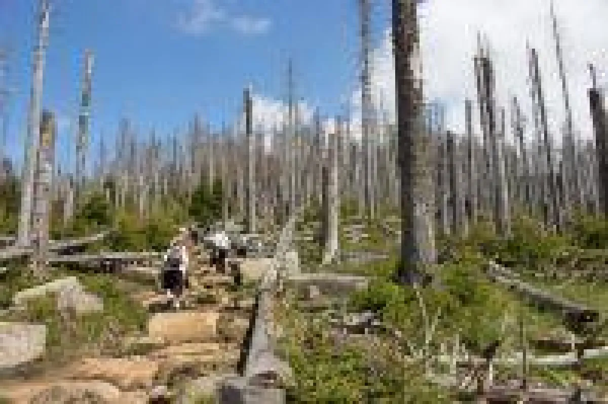 Dürren und Waldsterben in Deutschland