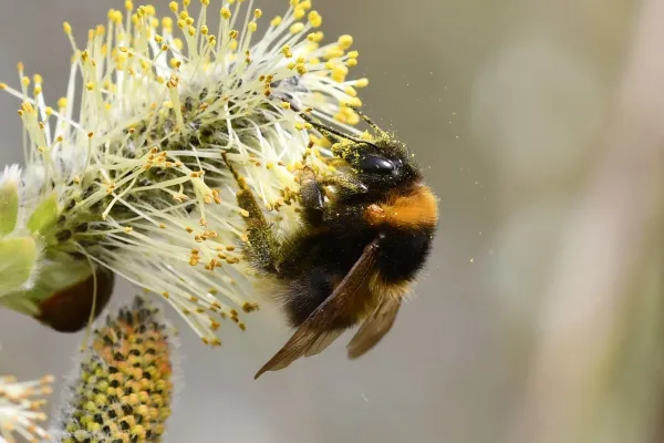 Bild: Hummel-Challenge 2026: Hummeln per App melden