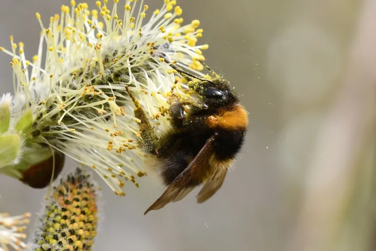 Bild: Hummel-Challenge 2026: Hummeln per App melden