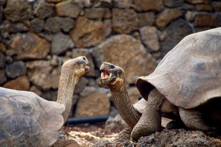 Zu Besuch bei den Galapagos-Schildkröten in Ecuador Bild: Zu Besuch bei den Galapagos-Schildkröten in Ecuador