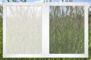 Bild: Die Pollenzeit beginnt bereits im Januar