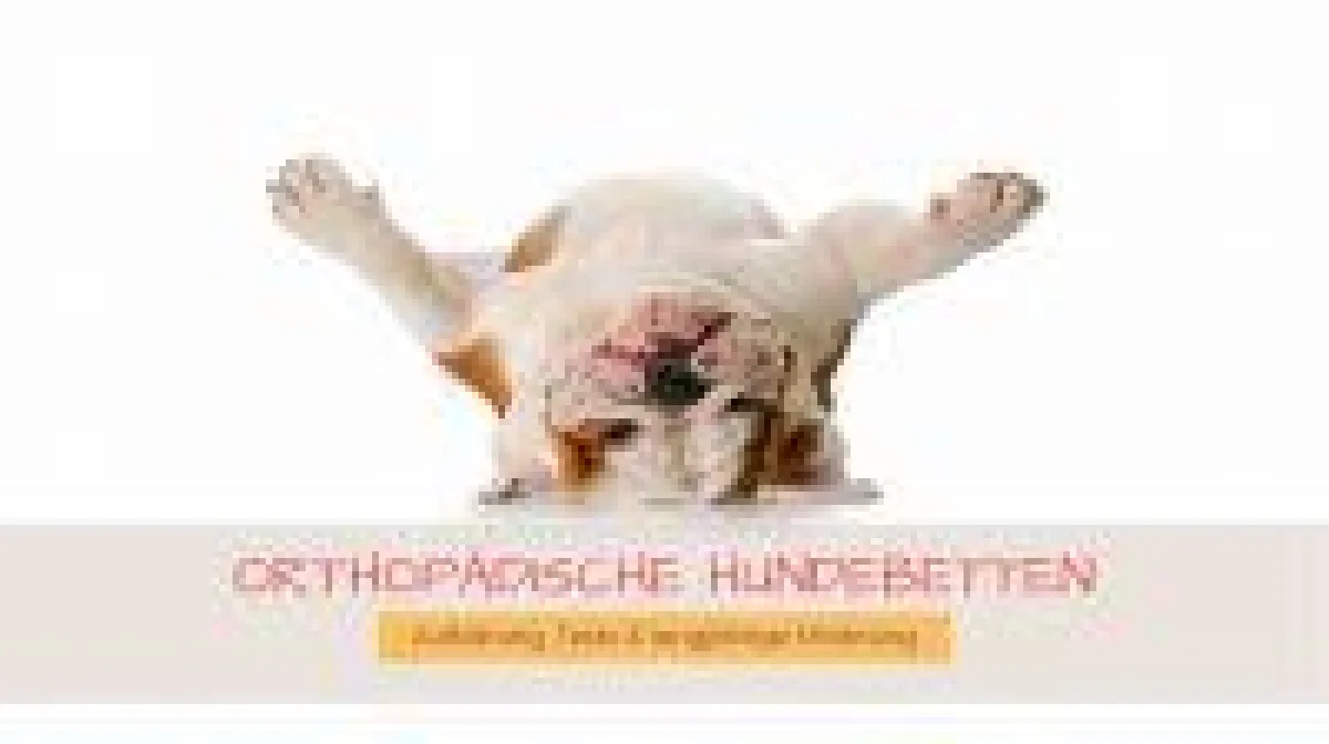 Orthopädisches Hundebett für einen gesunden Schlaf