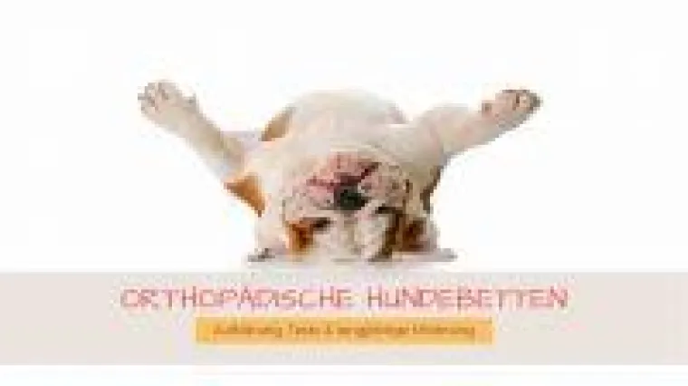 Orthopädische Hundebetten - immer weiter auf dem Vormarsch Bild: Orthopädische Hundebetten - immer weiter auf dem Vormarsch