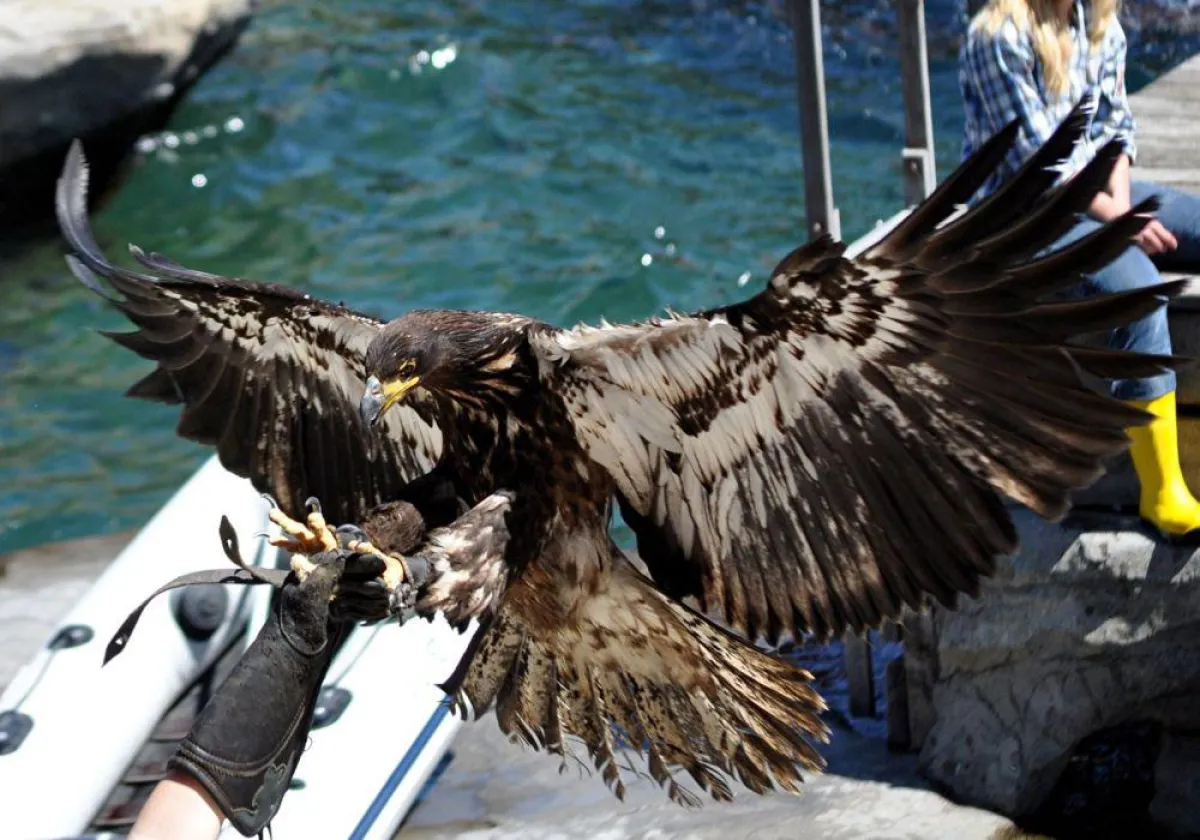 Weißkopfseeadler Viktoria