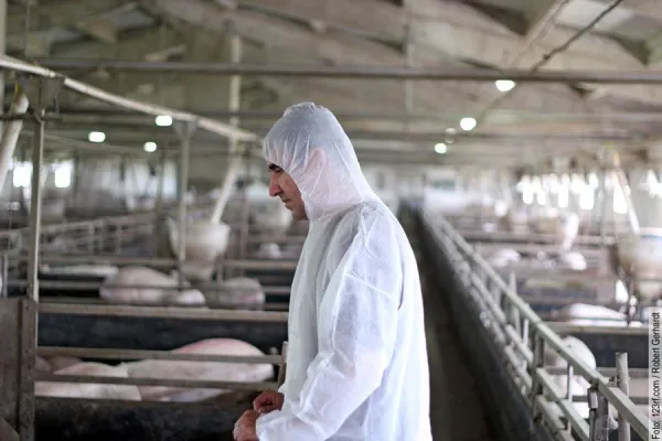 Gentechnisch veränderte Schweine als Nahrungsmittel Bild: Gentechnisch veränderte Schweine als Nahrungsmittel