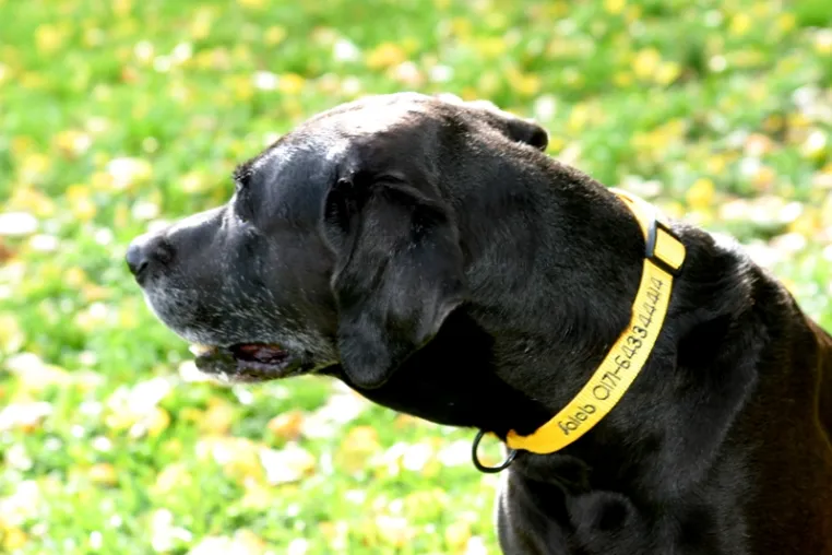 Sommer für die Katze – und den Hund bei „meinHalsband!“ Bild: Sommer für die Katze – und den Hund bei „meinHalsband!“