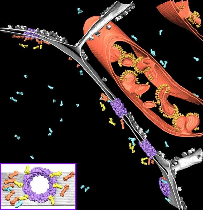 Das Kryo-Elektronentomogramms, zeigt die native zelluläre Umgebung um den Zellkern. (Benjamin Engel © Max-Planck-Institut für Biochemie)