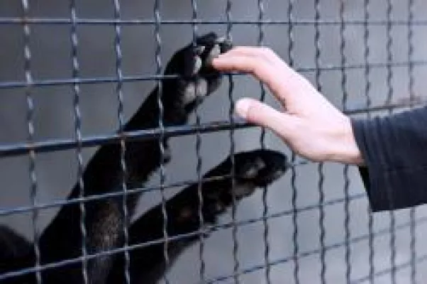 Bild: Tiervermittlungsportal aller deutschen Tierheime online