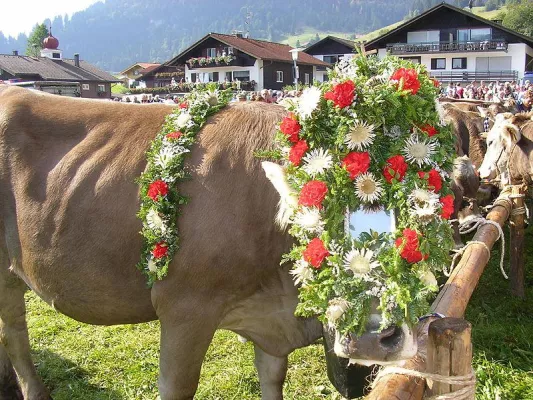 Bild: Kuh ab: Live-Schaltung vom Almabtrieb in Oberstdorf am 13. September