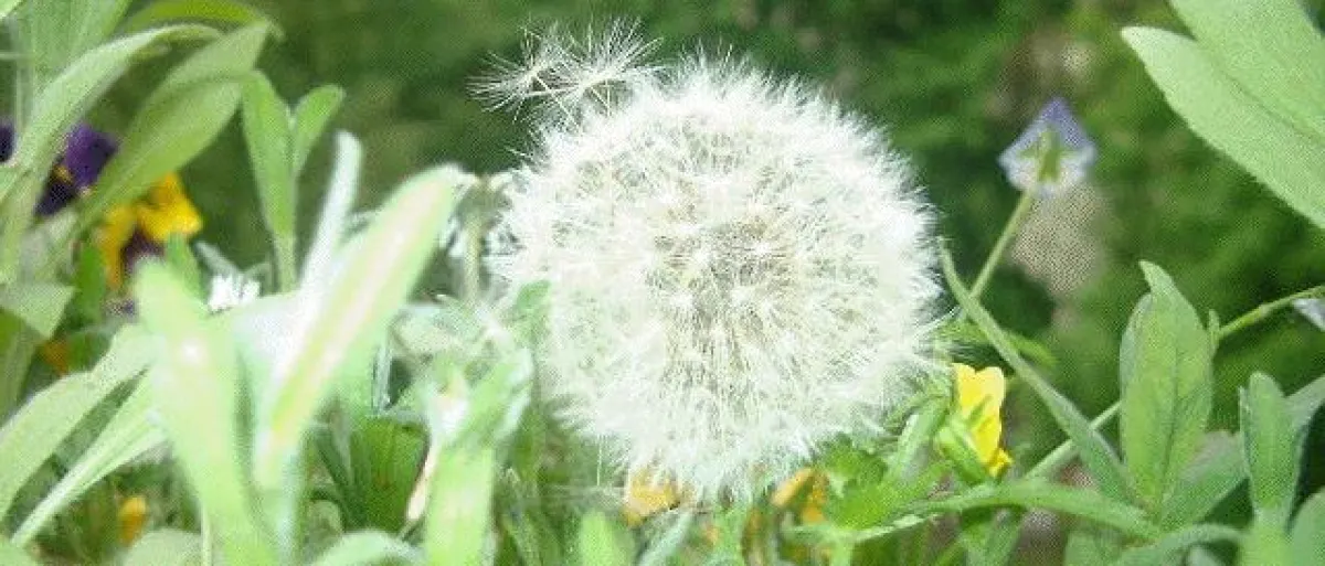 Heuschnupfen ist heilbar