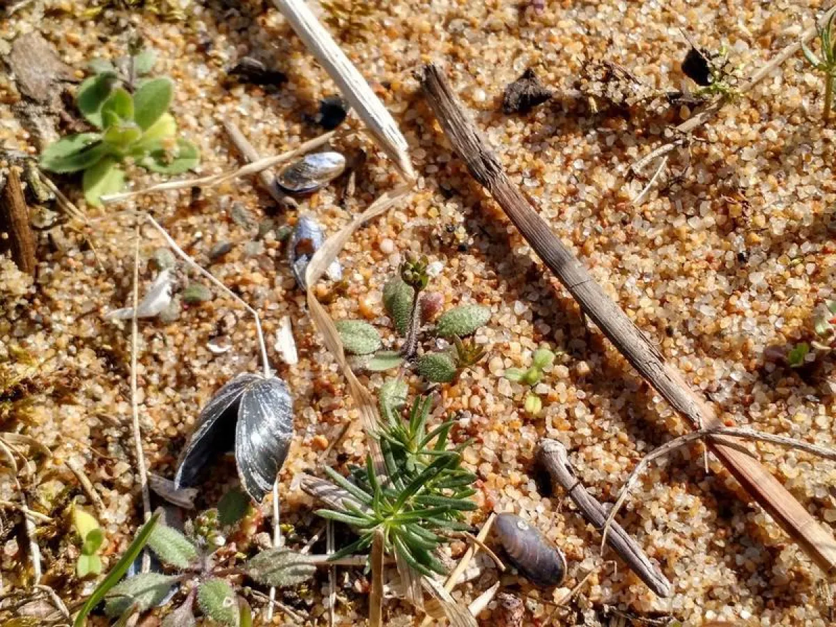 Ackerschmalwand, Arabidopsis thaliana, auf einem Sandstrand an der Ostsee in Südschweden.  (Moises Exposito-Alonso, MPI für Entwicklungsbiologie)