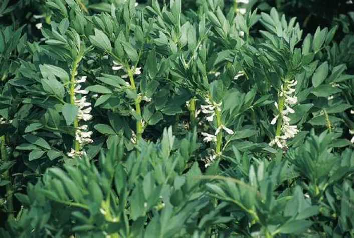 Bild: Rettet Erbsen, Bohnen & Co