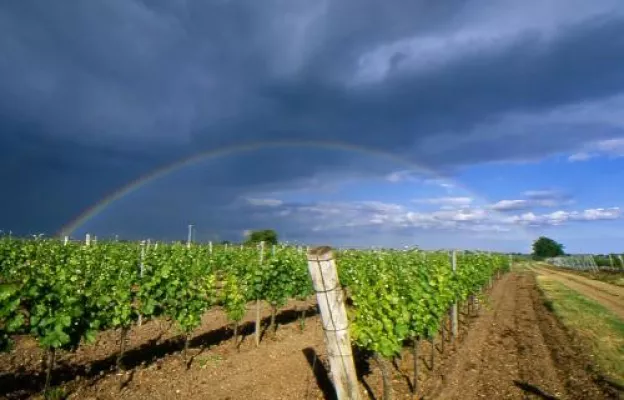 Bild: Vintra - Weinreisen für alle Sinne