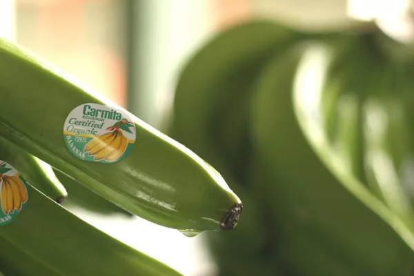 Bild: Weltmeister 2010 steht fest – Carmita Bananen für eine gesunde WM