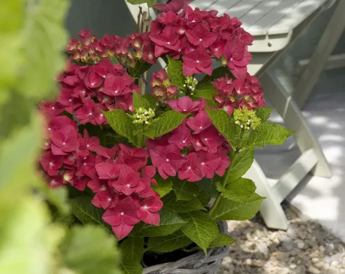 Bild: Sorgenkind Schattenplatz: Staudenpflanzen, die sich auch mit wenig Sonne wohlfühlen