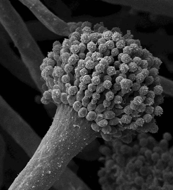 Der Schimmelpilze Aspergillus fumigatus ist allgegenwärtig und kann allergische Krankheitssymptome sowie in stark immungeschwächten Patienten lebensbedrohliche Lungeninfektionen in verursachen. (HKI)