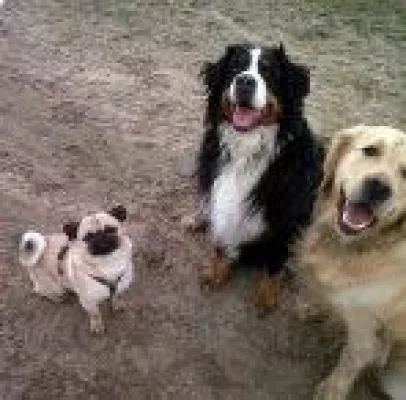 Kostengünstiges Hundetraining in einer mobilen Hundeschule Bild: Kostengünstiges Hundetraining in einer mobilen Hundeschule