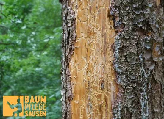 Fachkräfte der Baumpflege Sausen fällen erkrankte Bäume in Hamburg per Seilklettertechnik Bild: Fachkräfte der Baumpflege Sausen fällen erkrankte Bäume in Hamburg per Seilklettertechnik